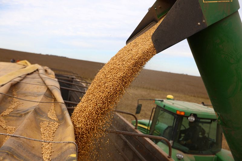 Argentine farmers eye pivot to soy on corn plague fears, rain outlook