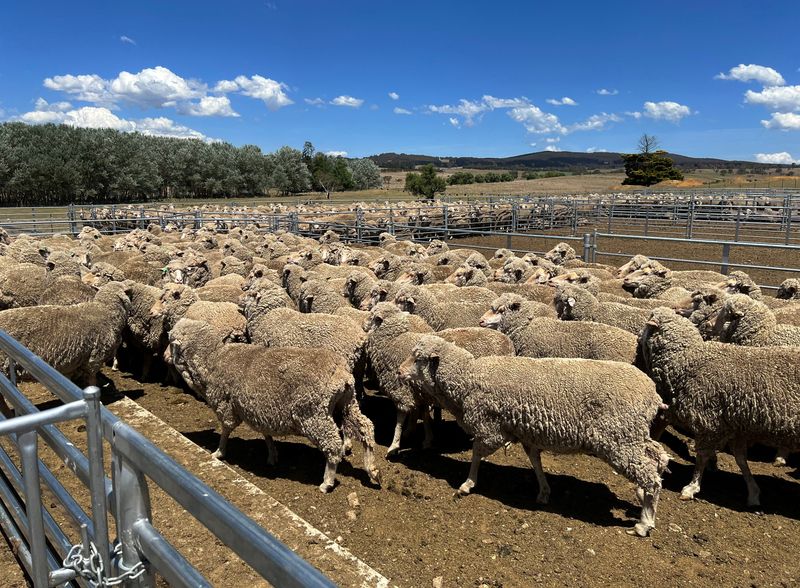 Australian farmers increasingly concerned about government policy, poll finds