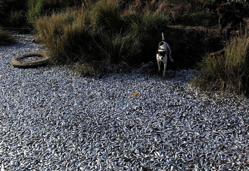 Chile's rare salt flat fish faces threat from lithium mining project