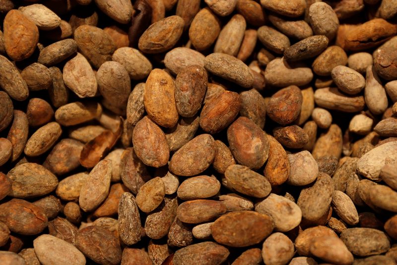 Cocoa prices to head higher by end-2024 amid record deficit: Reuters poll