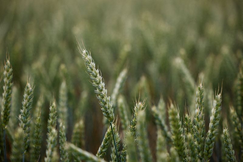 Exclusive-Algeria bars France from wheat import tender as relations sour, sources say