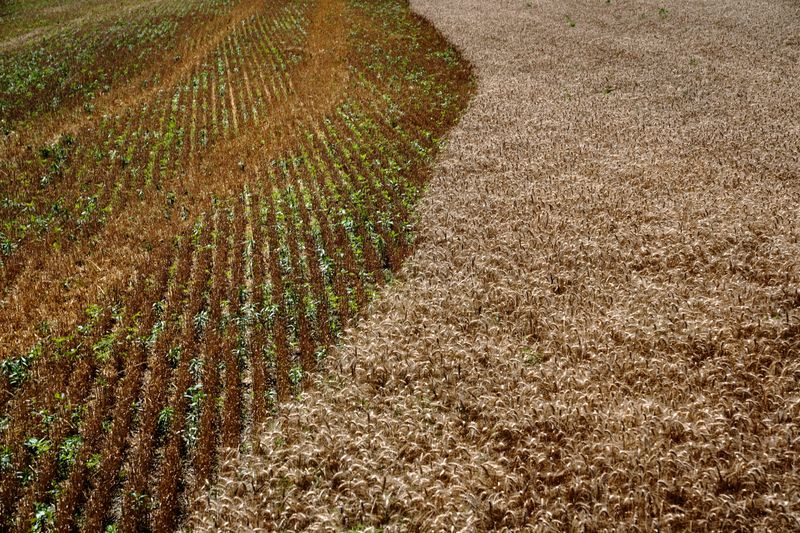 Factbox-History of trade estimates for USDA winter wheat seedings