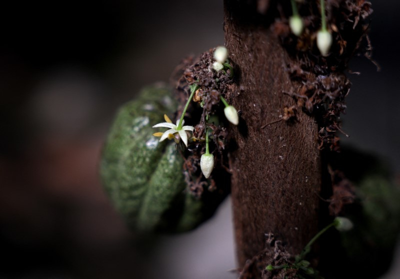 High hopes in Israel for 'super hero' cocoa that survived frontline conditions