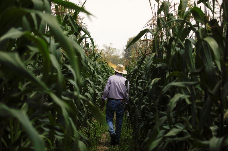 Mexico's Sheinbaum to present constitutional safeguard for non-GMO corn in coming days