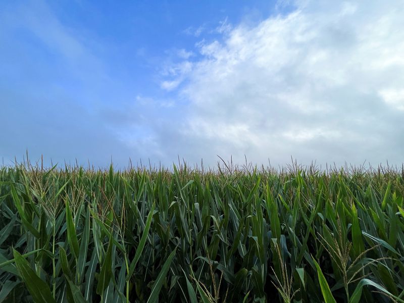 US wins Mexico GM corn dispute case as panel finds curbs not science-based