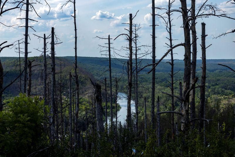 Ukraine's vast forests devastated in hellscape of war