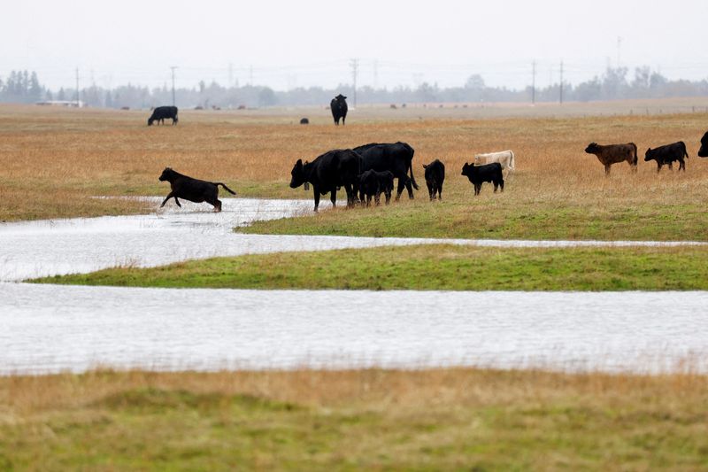 US lawmakers seek to pay livestock farmers to use climate-friendlier practices