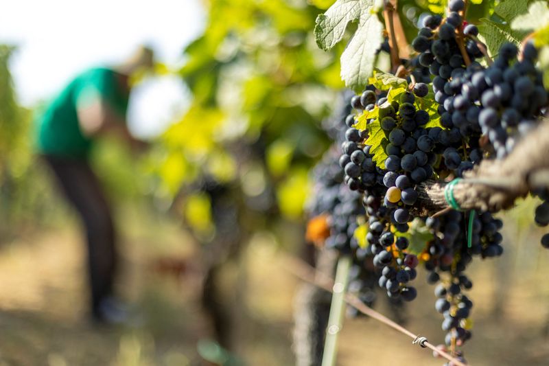 Wine wins, crops lose, as farmers grapple with record Balkans heat