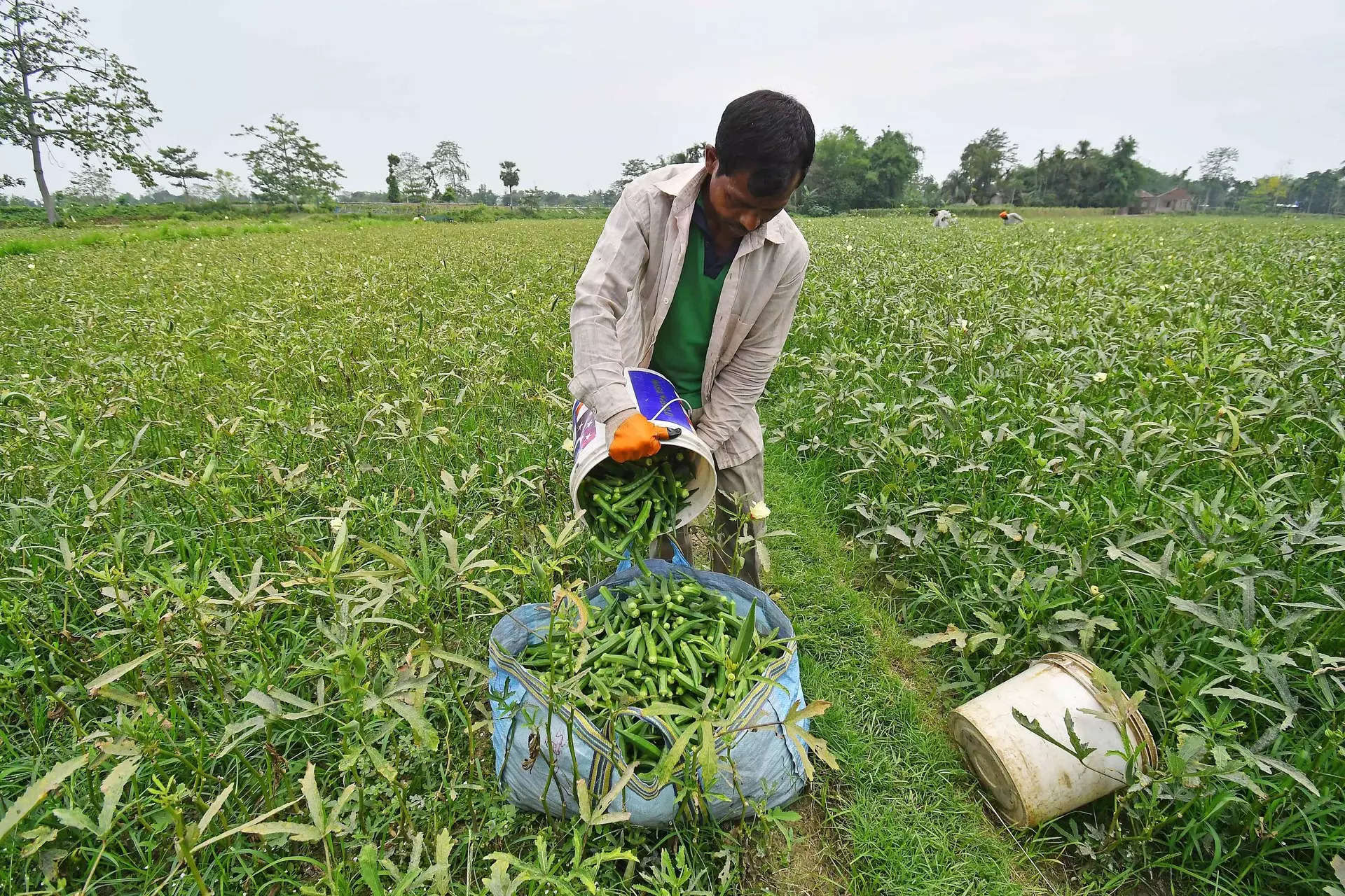 Bayer CropScience Q4 Results: Net profit slumps 39% YoY on lower incomes