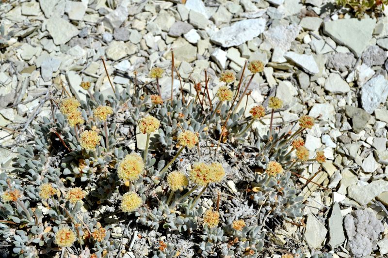 Environmentalists sue over US approval of ioneer's Nevada lithium mine