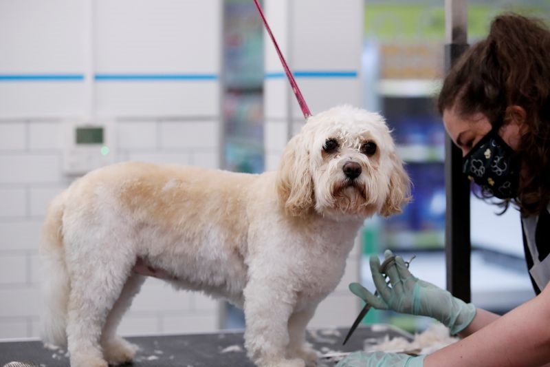 Pets at Home shares plunge on weak outlook