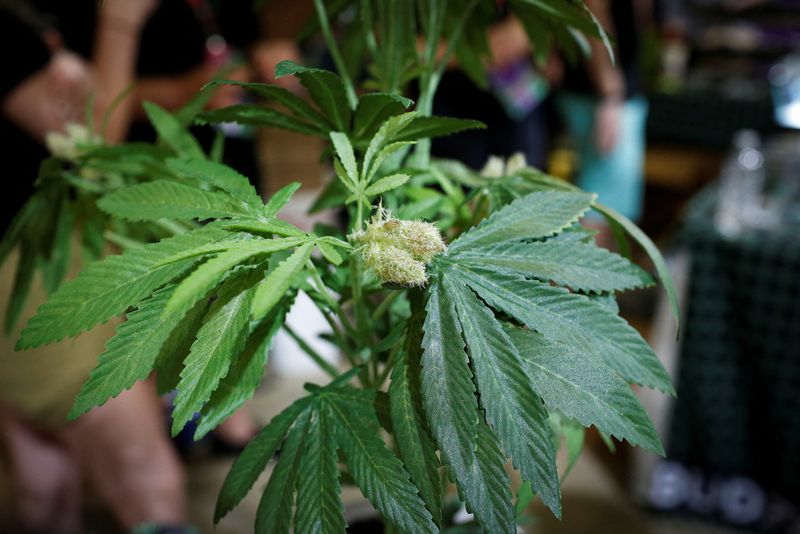 Pot stocks dive as Florida rejects legalization of recreational marijuana