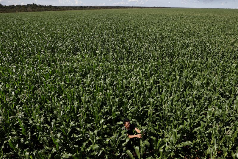 Soy grown illegally on Brazil's tribal lands finds its way to global markets